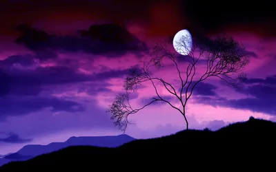 Обои Ветви деревьев, луна ночью, фиолетового неба 2560x1600 HD Изображение