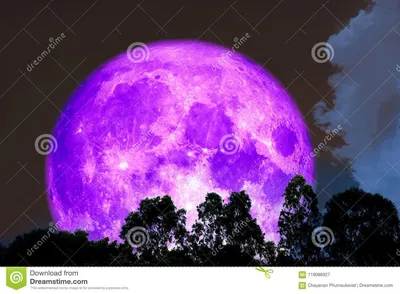 Польностью фиолетовая луна над деревом силуэта на лесе Стоковое Изображение  - изображение насчитывающей ворох, природа: 119086927