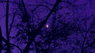 Скачать 1600x900 деревья, луна, ночь, небо, фиолетовый обои, картинки 16:9