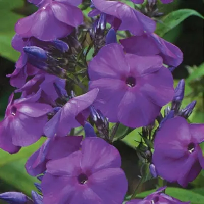 Флокс метельчатый 'Аида'. (Phlox paniculata 'Aida') купить в  интернет-магазине ЦВІТСАД с доставкой по Украине