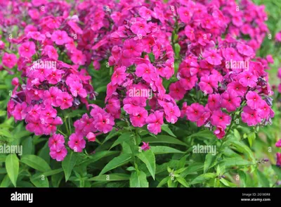 Phlox aida -Fotos und -Bildmaterial in hoher Auflösung – Alamy