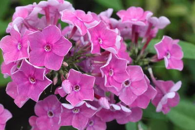 Флокс метельчатый 'Флоксана' (Phlox paniculata 'Floksana') - Северная Флора