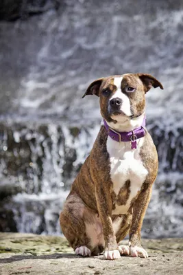 Стаффордширский терьер: все о собаке, фото, описание породы, характер, цена
