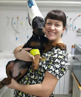 Купирование ушей у собак и щенков в Красноярске | «Акелла»