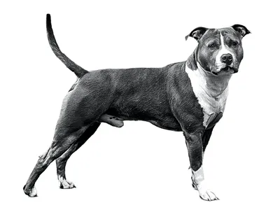 Американский стаффордширский терьер - фото породы собаки, характеристика и  описание характера амстаффа | Royal Canin