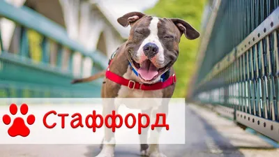 Стаффордширский терьер: особенности породы, описание - SUPERPET