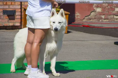 В Волгограде прошла выставка собак 29 августа 2022 года - 29 августа 2022 -  v1.ru