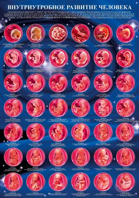 8 недели после зачатия: 13 тыс изображений найдено в Яндекс.Картинках |  Внутриутробное развитие, Развитие плода, Календарь беременности