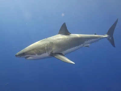 Кого боится белая акула? 3 животных, которых хищница «обходит» за километр  | Заметки о животных | Дзен