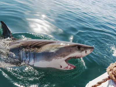 В США рыбаки-спортсмены чуть не поймали большую белую акулу - РИА Новости,  21.06.2019