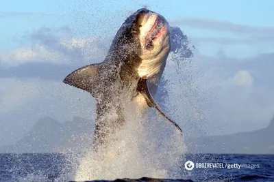 На пляж в Северной Каролине выбросило большую белую акулу - фото  рыбы-людоеда