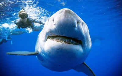У Гавайских островов дайверы встретили огромную белую акулу. Ее размеры  сопоставимы с самой большой белой акулой в мире