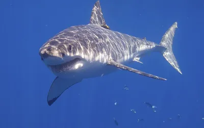 Дайвера из Тасмании съела акула - 26.07.2015, Sputnik Кыргызстан