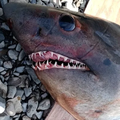 Это белая акула!»: опасный хищник устроил охоту в порту на юге Сахалина -  KP.RU