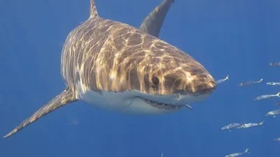 Напала акула: как отбиться от хищника