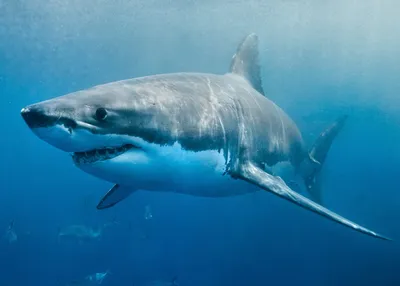 Почему белые акулы умирают в неволе | Комментарии Украина