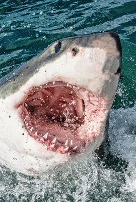 В Австралии мужчину растерзала большая белая акула: Происшествия: Из жизни:  Lenta.ru