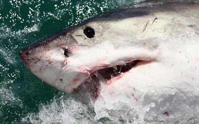 Фуд-блогера оштрафовали почти на $20 тыс. Она съела белую акулу | РБК Life