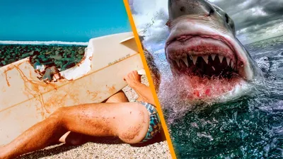 Акулы-людоеды! ТОП 7 Самых опасных акул для человека! | Знаю ВСЁ! | Дзен