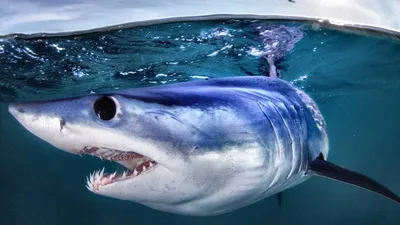 Акула-мако: Младшая сестра белой акулы. Разгоняется до 80 км/ч и обладает  наибольшими мозгами среди других акул