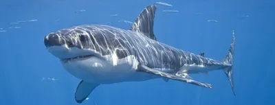 Нападение акулы на человека: В Австралии 65-летний серфер голыми руками  отбился от нападения белой акулы — Мир — tsn.ua