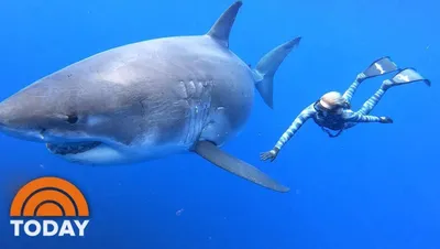 Белая акула: опасное приближение дайверов