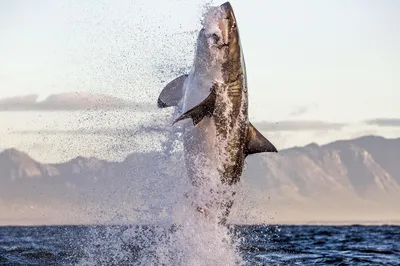 Белая акула в прыжке | Публикации | Вокруг Света