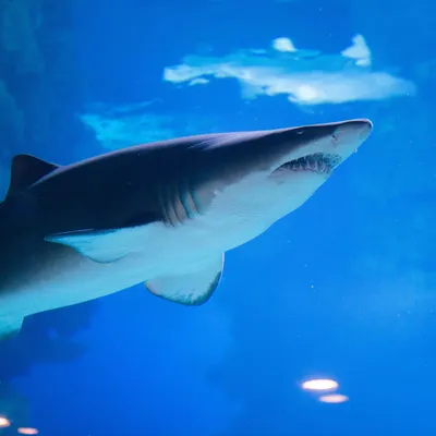 Большая белая акула, акула, животные, позвоночные png | PNGEgg