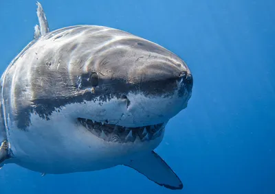 Видео - Гигантская белая акула \"Флоридский монстр\" ∞ Лагуна акул