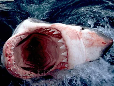 Большая белая акула, или кархародон (лат. Carcharodon carcharias)
