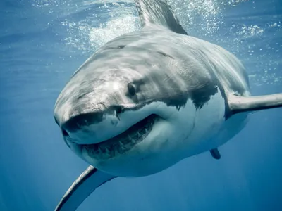 Почему белые акулы, обладая мощными челюстями, не дают отпор косаткам |  Заметки о животных | Дзен