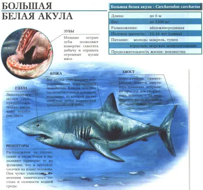 Большая белая акула – самый грозный хищник морей и океанов. Сайт про зверей  - ZveroSite.ru