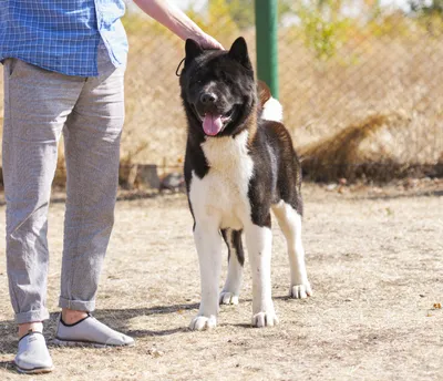 American akita | American akita, Akita, American