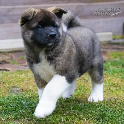 Щенок АМЕРИКАНСКАЯ АКИТА из питомника ALMIGHTY AKITAS, МАЛЬЧИК, цена 62200  грн — Prom.ua (ID#1536221044)