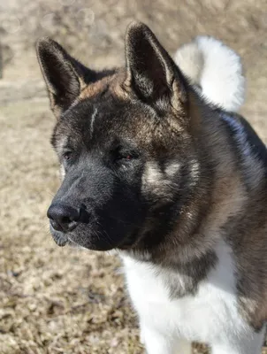 Американская акита 🐕: описание породы, характер, содержание и уход, фото  собаки