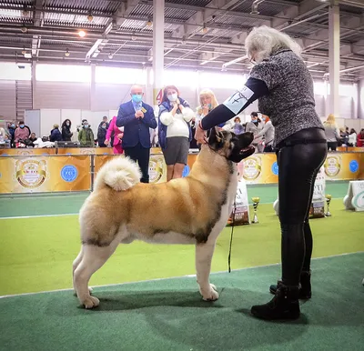 Новости о наших американских акитах и питомнике - American akita ALL FOR  ALMIGHTY kennel ::: Американская Акита питомник ALL FOR ALMIGHTY :::  Kharkiv UKRAINE ::: щенки американской акиты ::: american akita puppies :::  Харьков Украина