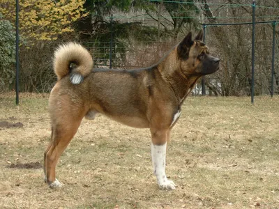 File:American Akita - Mad-Max2.jpg - Wikimedia Commons