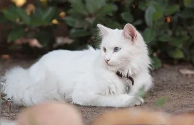 Турецкая ангора | 🐶ПИТОМЕЦ.РУ🐱 | Дзен