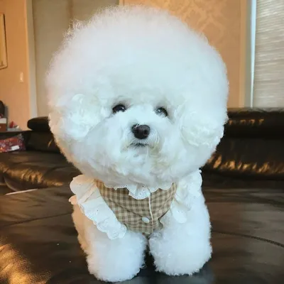 Duoksstyle Bichon Frise Kennel FCI - 🌟 Плюсы бишона! 🔺 Характер.  Несомненный плюс бишона фризе в том, что по по характеру это необычайно  веселая, игривая собачка, при этом очень послушная. Она веселит