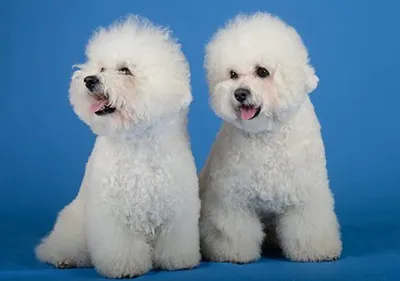 Bichon Frise Breed Information - YouTube