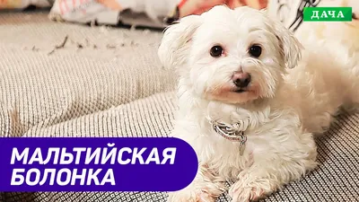 Порода Собак Мальтийская болонка. Очень красивая гипоаллергенная Собака. -  YouTube