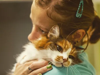 Счастливые истории \"Вслух.ру\": кошки, нашедшие дом | Вслух.ru