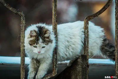 Спрей паразитарный FITODOC для кошек 100мл купить, цена в интернет-магазине  \"Багира\" Симферополь, Крым