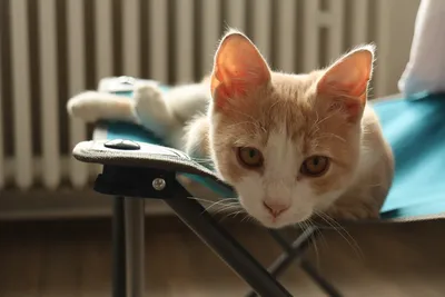 С любовью, котик»: как кошки выбирают хозяев - Питомцы Mail.ru