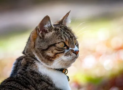 10+ фото уличных кошек, которые обрели дом и мгновенно преобразились