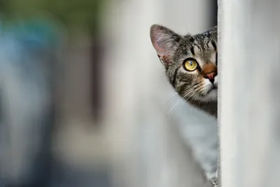 Kaktus Media - В Турции кошка принесла больных котят в... | Facebook