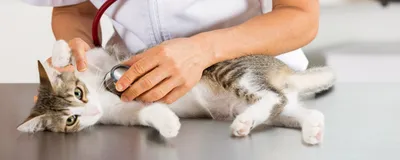 Ветеринары из Мюнхена нашли лекарство для кошек, больных FIP