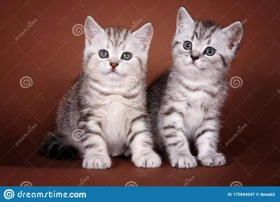 2 Полосатых красивые британские котята Стоковое Изображение - изображение  насчитывающей славно, пятнистый: 175844247