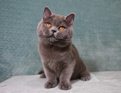Пушистое британского котенка полосатых серое Стоковое Фото - изображение  насчитывающей киска, отечественно: 175840816
