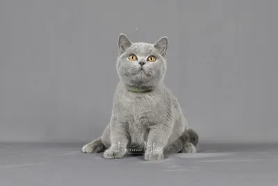 Только пикабушнику-Новосибирцу подарю классного британского котенка | Пикабу